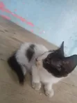 1-3 Month Old Male Purebred Cat - 2