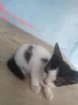 1-3 Month Old Male Purebred Cat - 3