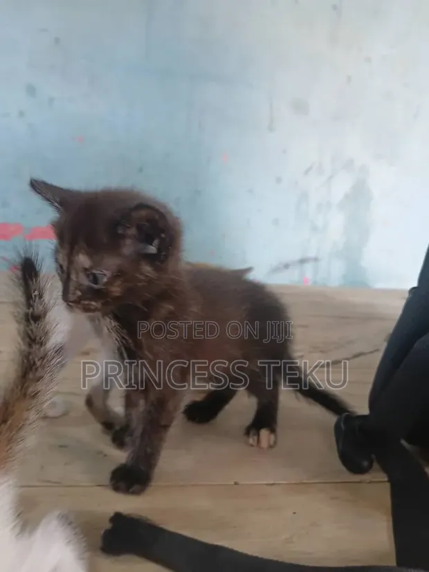 Female Purebred Cat, 1-3 Months Old - 1
