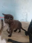 Female Purebred Cat, 1-3 Months Old - 1