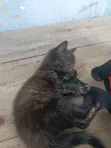 Female Purebred Cat, 1-3 Months Old - 2