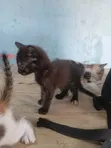 Female Purebred Cat, 1-3 Months Old - 3