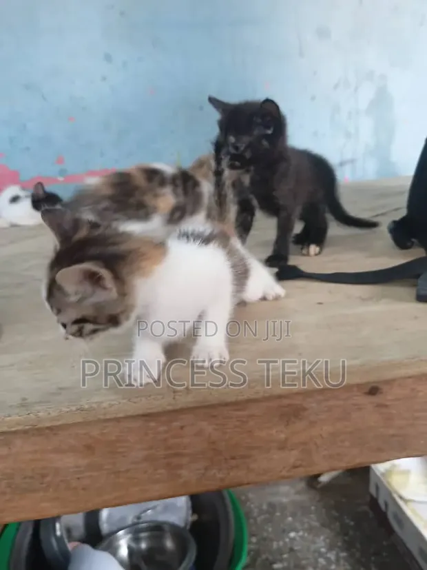 Female Purebred Cat, 1-3 Months Old - 1
