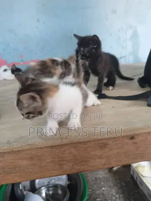 Female Purebred Cat, 1-3 Months Old