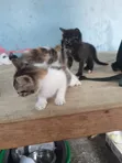 Female Purebred Cat, 1-3 Months Old - 1