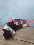Female Purebred Cat, 1-3 Months Old - 2