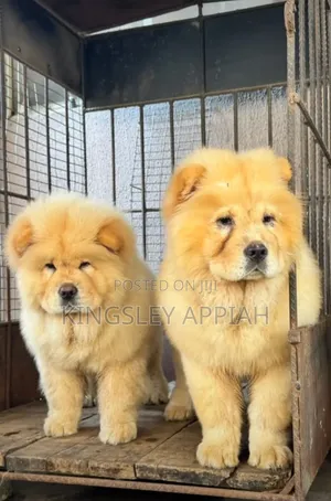 Purebred Chow Chow Puppy - 1-3 Months Old, Male