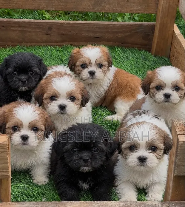 Purebred Female Poodle Puppy - 1