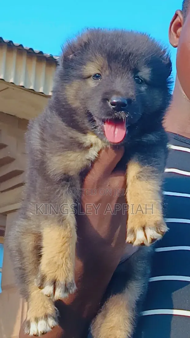 Purebred Caucasian Shepherd Puppy - 1-3 Months - 1
