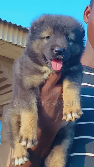 Purebred Caucasian Shepherd Puppy - 1-3 Months