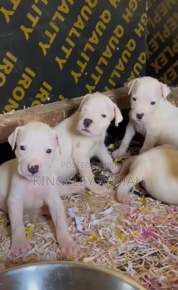 1-3 Month Old Male Purebred Dogo Argentino Puppy - 1
