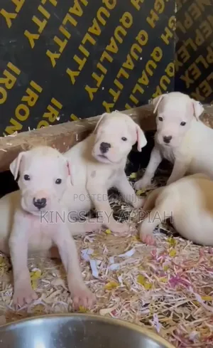 1-3 Month Old Male Purebred Dogo Argentino Puppy