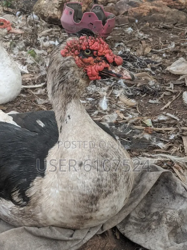 Mature Duck for Sale - 1