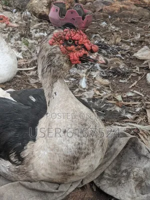 Mature Duck for Sale