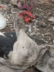 Mature Duck for Sale - 1
