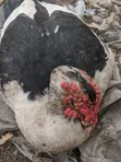 Mature Duck for Sale - 2