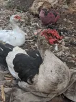 Mature Duck for Sale - 3