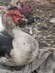 Mature Duck for Sale - 4