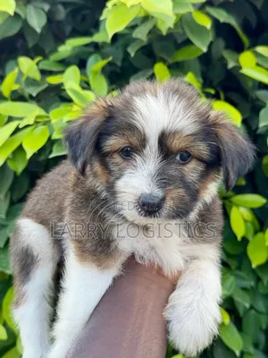 Female Purebred Poodle (1-3 Months)