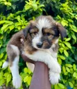 Female Purebred Poodle (1-3 Months) - 2