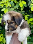 Female Purebred Poodle (1-3 Months) - 3