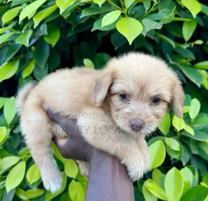 Female Purebred Poodle (1-3 Months)