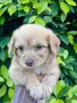 Female Purebred Poodle (1-3 Months) - 2