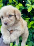 Female Purebred Poodle (1-3 Months) - 3