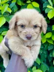 Female Purebred Poodle (1-3 Months) - 4