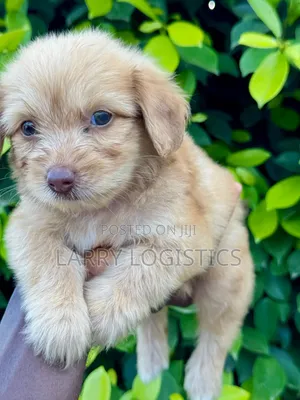Female Purebred Poodle (1-3 Months)