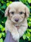 Female Purebred Poodle (1-3 Months) - 2
