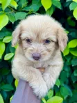 Female Purebred Poodle (1-3 Months) - 3