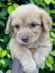 Female Purebred Poodle (1-3 Months) - 4