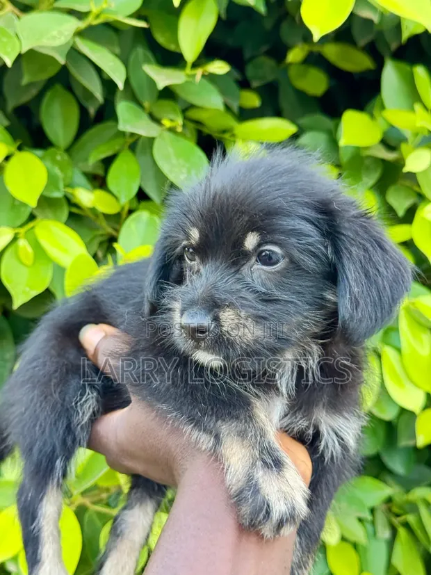 Female Purebred Poodle (1-3 Months) - 1
