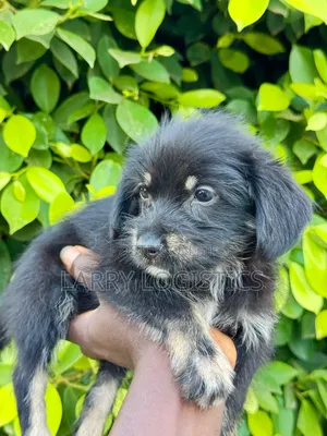 Female Purebred Poodle (1-3 Months)