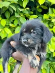 Female Purebred Poodle (1-3 Months) - 1