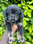 Female Purebred Poodle (1-3 Months) - 2