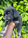 Female Purebred Poodle (1-3 Months) - 3