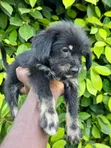 Female Purebred Poodle (1-3 Months) - 4