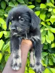 Female Purebred Poodle (1-3 Months) - 5