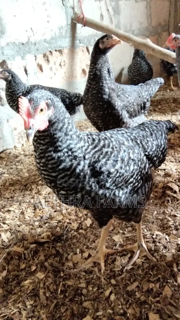 14-Week Old Plymouth Rock Cockerels - 1