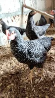 14-Week Old Plymouth Rock Cockerels - 1