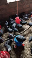 14-Week Old Plymouth Rock Cockerels - 2