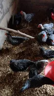 14-Week Old Plymouth Rock Cockerels - 3