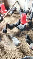 14-Week Old Plymouth Rock Cockerels - 4