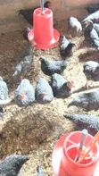 14-Week Old Plymouth Rock Cockerels - 5