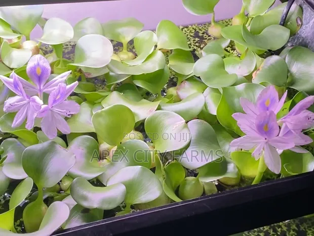 Live Water Hyacinth for Ponds and Aquariums - 1