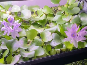 Live Water Hyacinth for Ponds and Aquariums