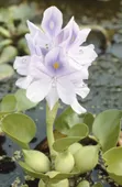 Live Water Hyacinth for Ponds and Aquariums - 2