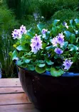 Live Water Hyacinth for Ponds and Aquariums - 3